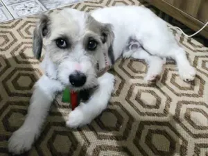 Cachorro raça Mestiço  idade 1 ano nome Bold 