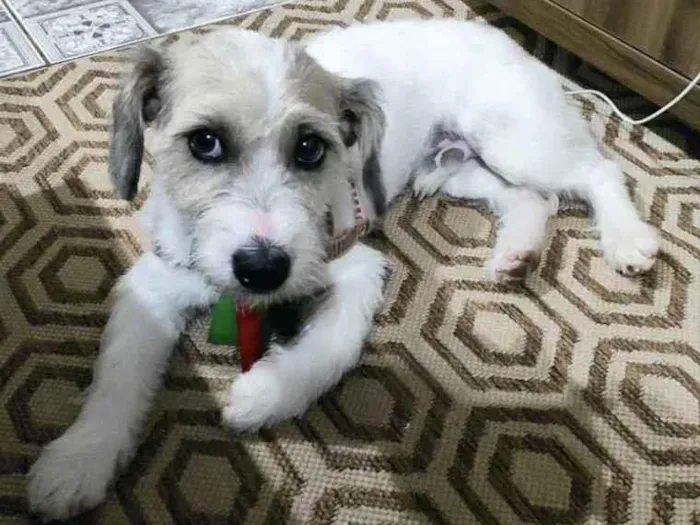 Cachorro ra a Mestiço  idade 1 ano nome Bold 
