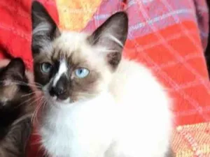Gato raça srd idade 2 a 6 meses nome Sirius