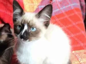 Gato raça srd idade 2 a 6 meses nome Sirius