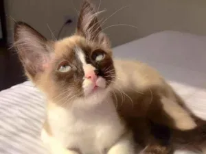Gato raça srd idade 2 a 6 meses nome Potter