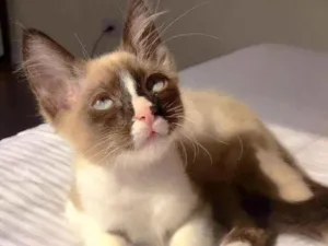 Gato raça srd idade 2 a 6 meses nome Potter