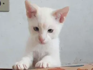 Gato raça srd idade 2 a 6 meses nome Patrick