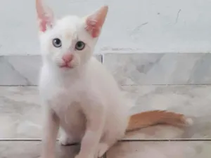 Gato raça srd idade 2 a 6 meses nome Patrick