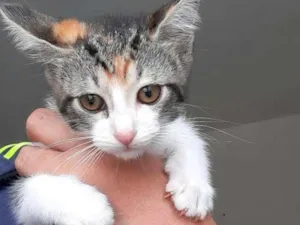 Gato raça srd idade 2 a 6 meses nome Mari