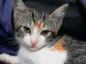 Gato raça srd idade 2 a 6 meses nome Mari
