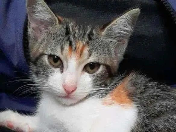 Gato ra a srd idade 2 a 6 meses nome Mari