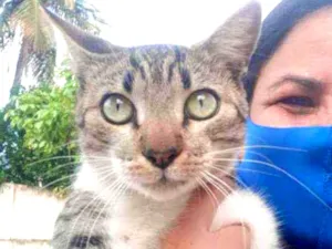 Gato raça SRD idade 1 ano nome Zhask