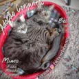 Bella e Mimo
