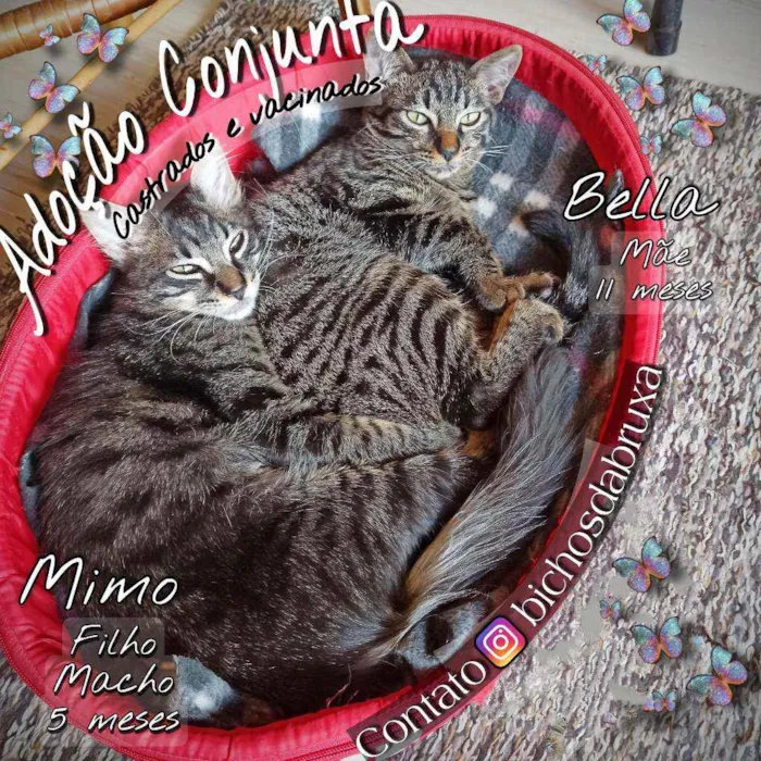 Gato ra a SRD idade 7 a 11 meses nome Bella e Mimo