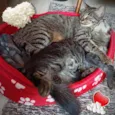 Bella e Mimo