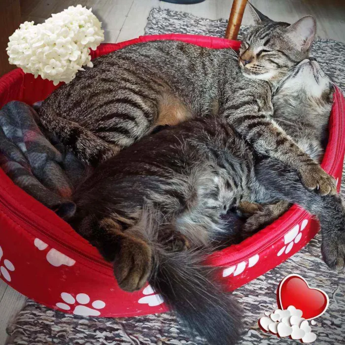 Gato ra a SRD idade 7 a 11 meses nome Bella e Mimo