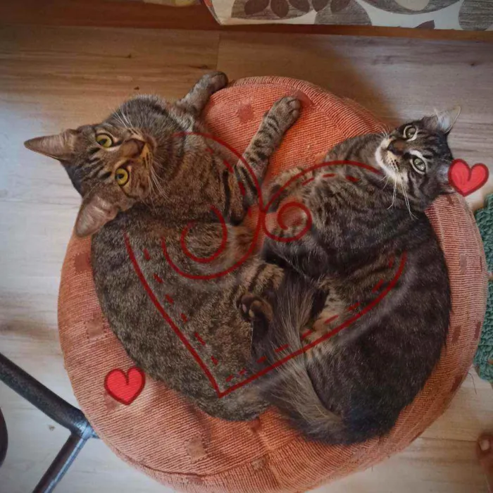 Gato ra a SRD idade 7 a 11 meses nome Bella e Mimo