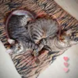 Bella e Mimo
