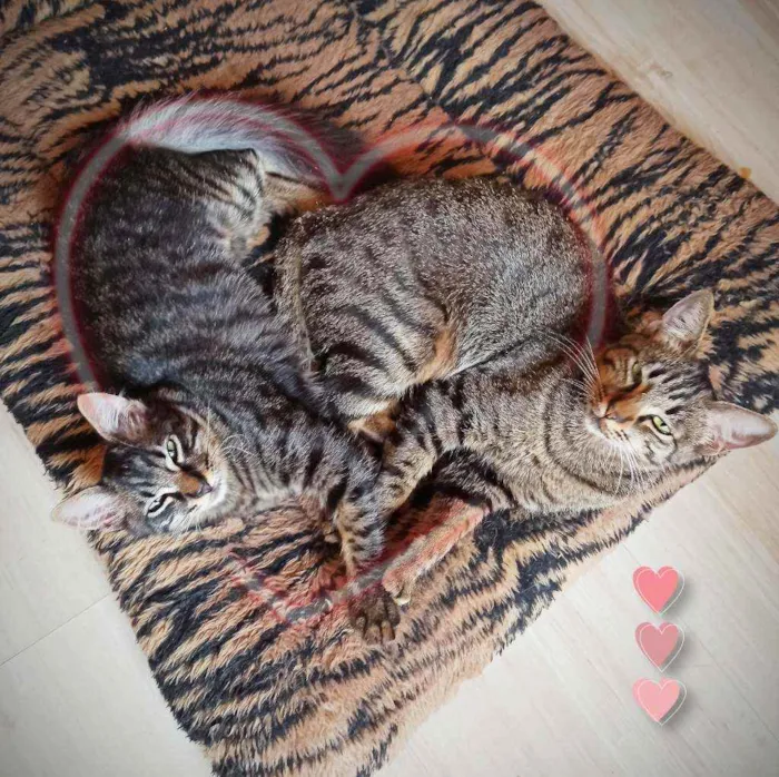 Gato ra a SRD idade 7 a 11 meses nome Bella e Mimo
