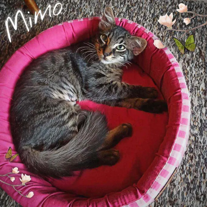 Gato ra a SRD idade 7 a 11 meses nome Bella e Mimo