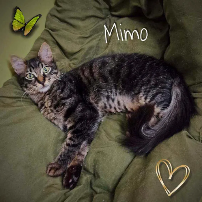 Gato ra a SRD idade 7 a 11 meses nome Bella e Mimo