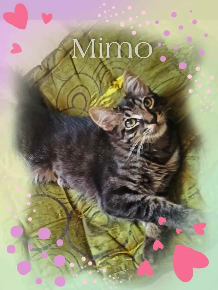 Gato ra a SRD idade 7 a 11 meses nome Bella e Mimo