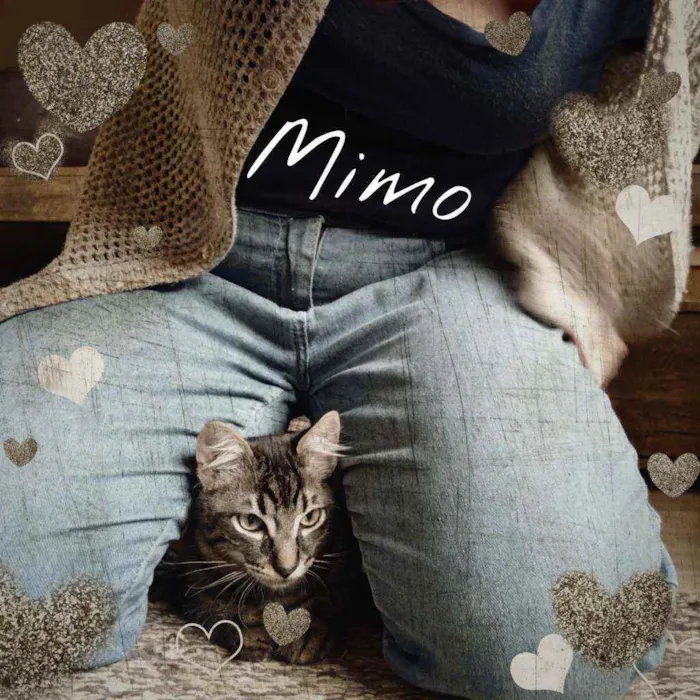 Gato ra a SRD idade 7 a 11 meses nome Bella e Mimo