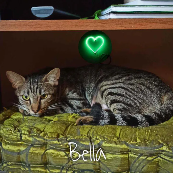 Gato ra a SRD idade 7 a 11 meses nome Bella e Mimo