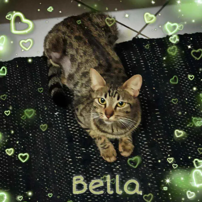 Gato ra a SRD idade 7 a 11 meses nome Bella e Mimo