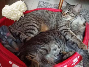 Gato raça SRD idade 7 a 11 meses nome Bella e Mimo