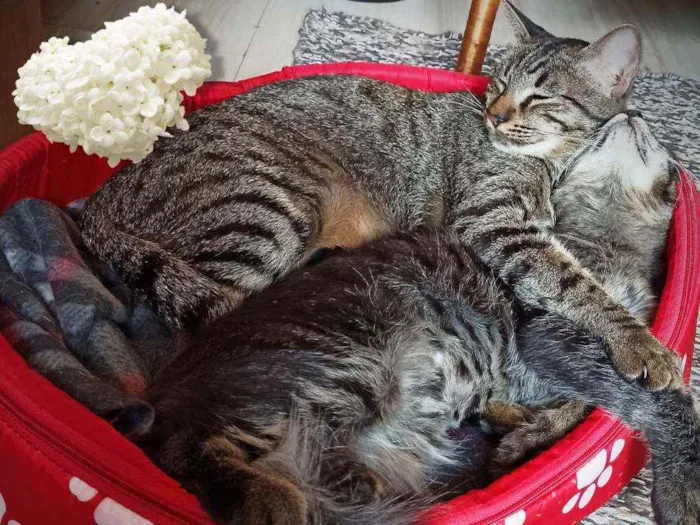 Gato ra a SRD idade 7 a 11 meses nome Bella e Mimo
