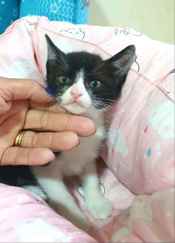 Gato raça  idade 2 a 6 meses nome Tom 