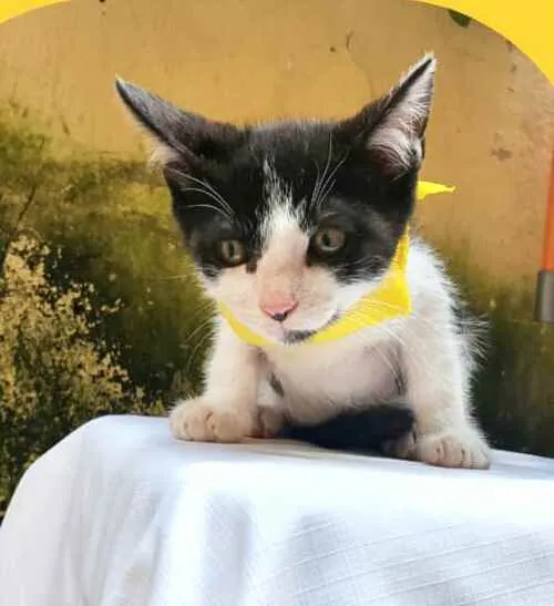 Gato raça  idade 2 a 6 meses nome Tom 