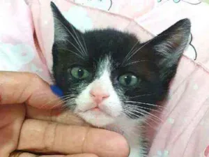 Gato raça  idade 2 a 6 meses nome Tom 