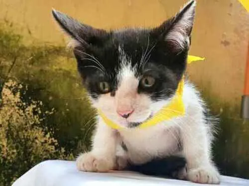 Gato raça  idade 2 a 6 meses nome Tom 