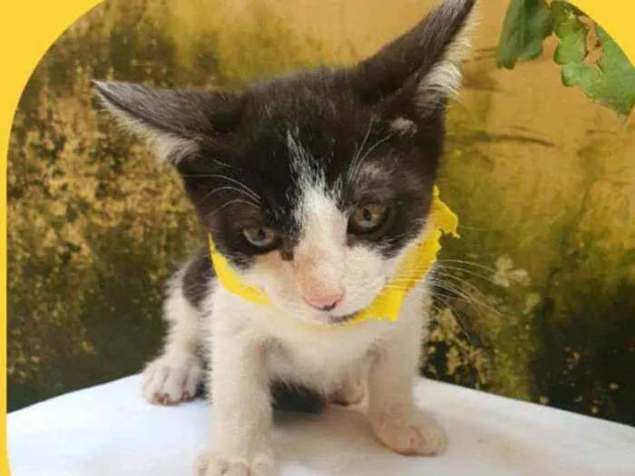 Gato raça  idade 2 a 6 meses nome Tom 