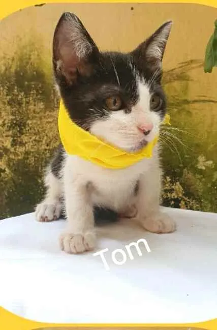 Gato raça  idade 2 a 6 meses nome Tom 