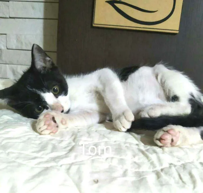 Gato raça  idade 2 a 6 meses nome Tom 