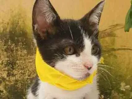 Gato raça  idade 2 a 6 meses nome Tom 