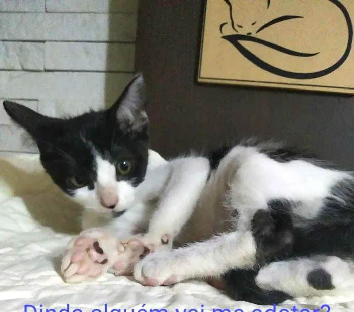 Gato raça  idade 2 a 6 meses nome Tom 