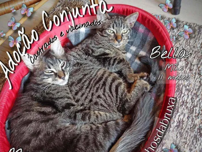 Gato ra a SRD idade 7 a 11 meses nome Bella e Mimo