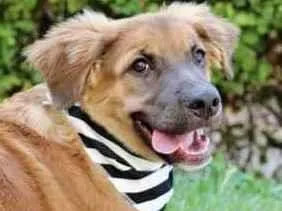 Cachorro raça SRD  idade 2 a 6 meses nome Fubá 