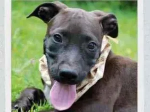 Cachorro raça SRD  idade 2 a 6 meses nome João 