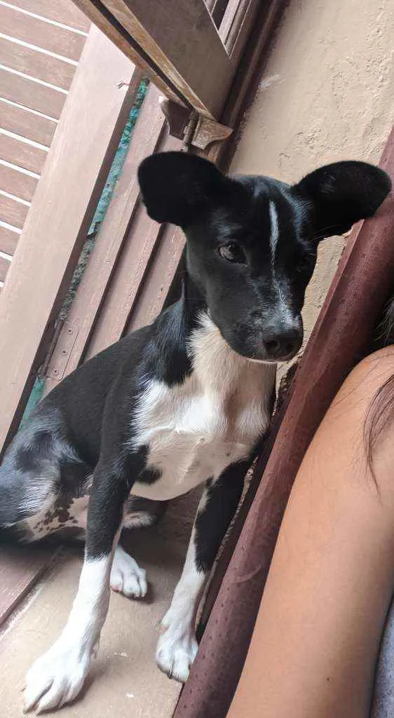 Cachorro ra a Vira-lata idade 2 a 6 meses nome Dory