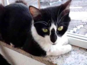 Gato raça Srd idade 1 ano nome Lua frajolinha linda