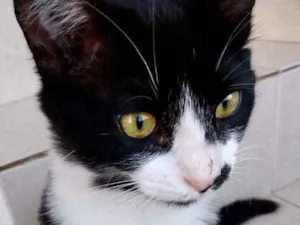 Gato raça Srd  idade 1 ano nome Valentina linda 