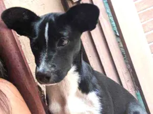 Cachorro raça Vira-lata idade 2 a 6 meses nome Dory