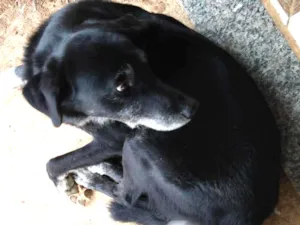 Cachorro raça Srd idade 4 anos nome Thor