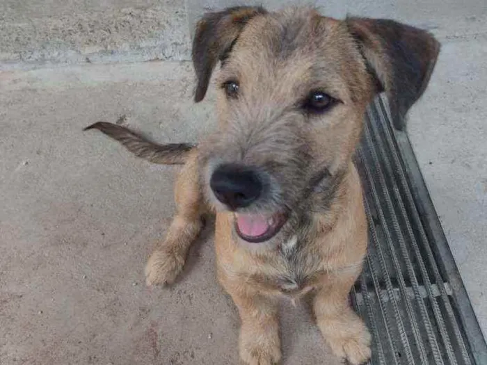 Cachorro ra a Indefinida idade 7 a 11 meses nome Paçoca