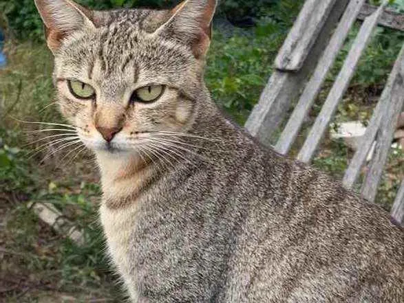 Gato ra a Sem raca idade 1 ano nome Mia