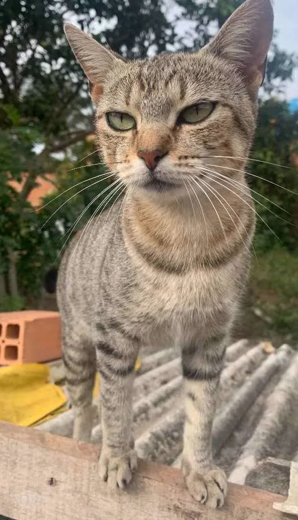 Gato ra a Sem raca idade 1 ano nome Mia