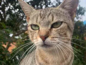 Gato raça Sem raca idade 1 ano nome Mia