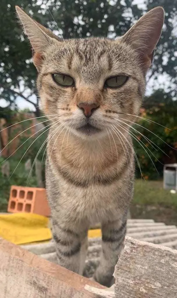 Gato ra a Sem raca idade 1 ano nome Mia