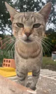 Mia